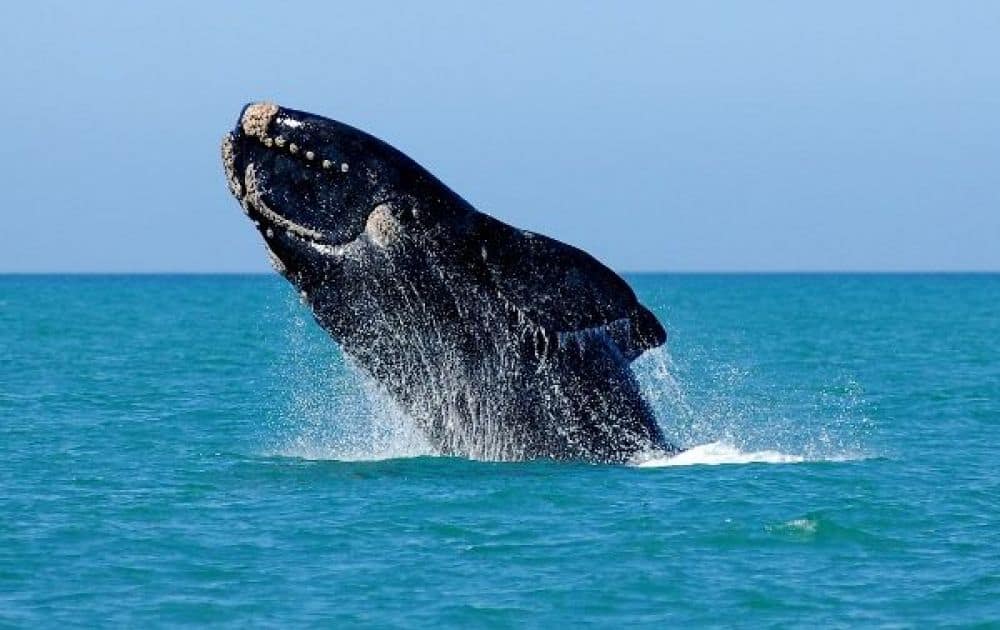 Southern Right Whale Breaching