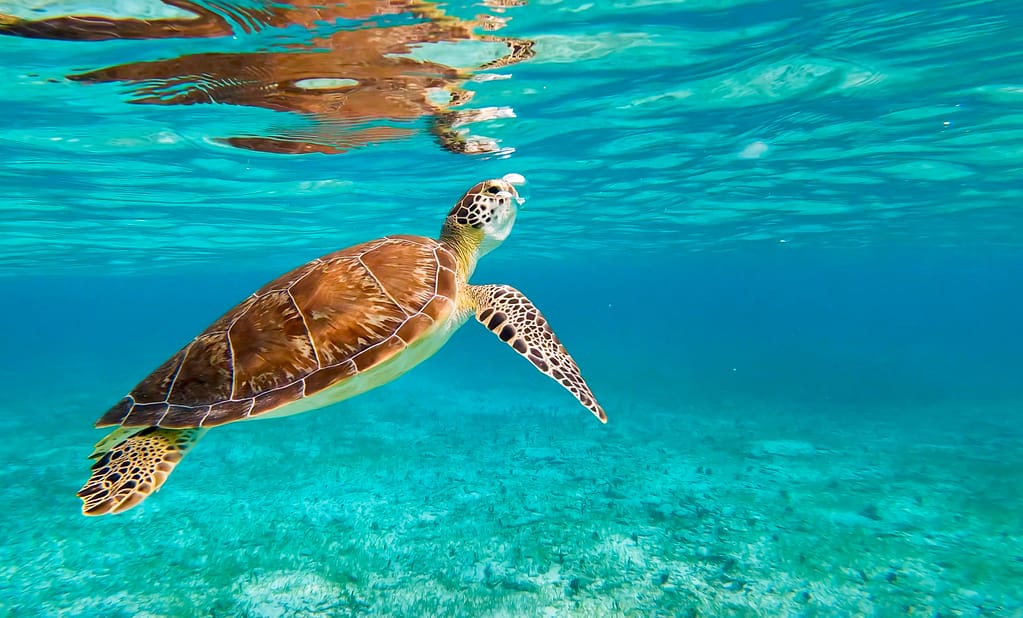 Green Sea Turtle