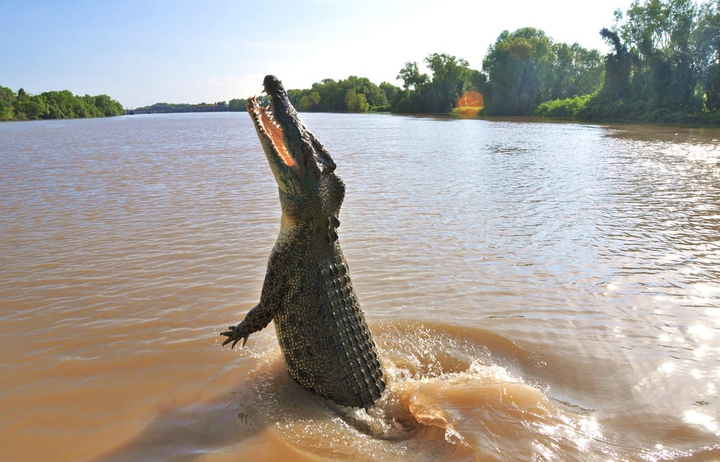 Saltwater Crocodile
