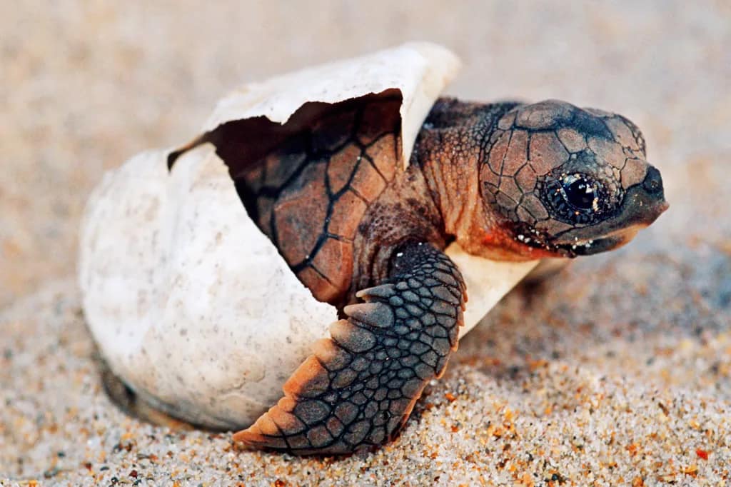 Turtle Hatchling