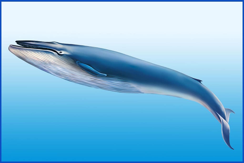 Blue Whale 01