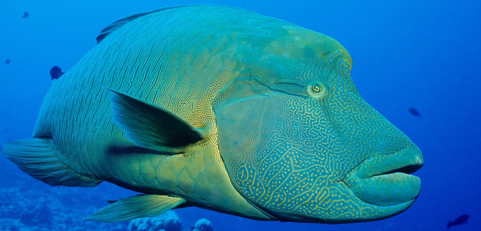 Napoleon Wrasse (